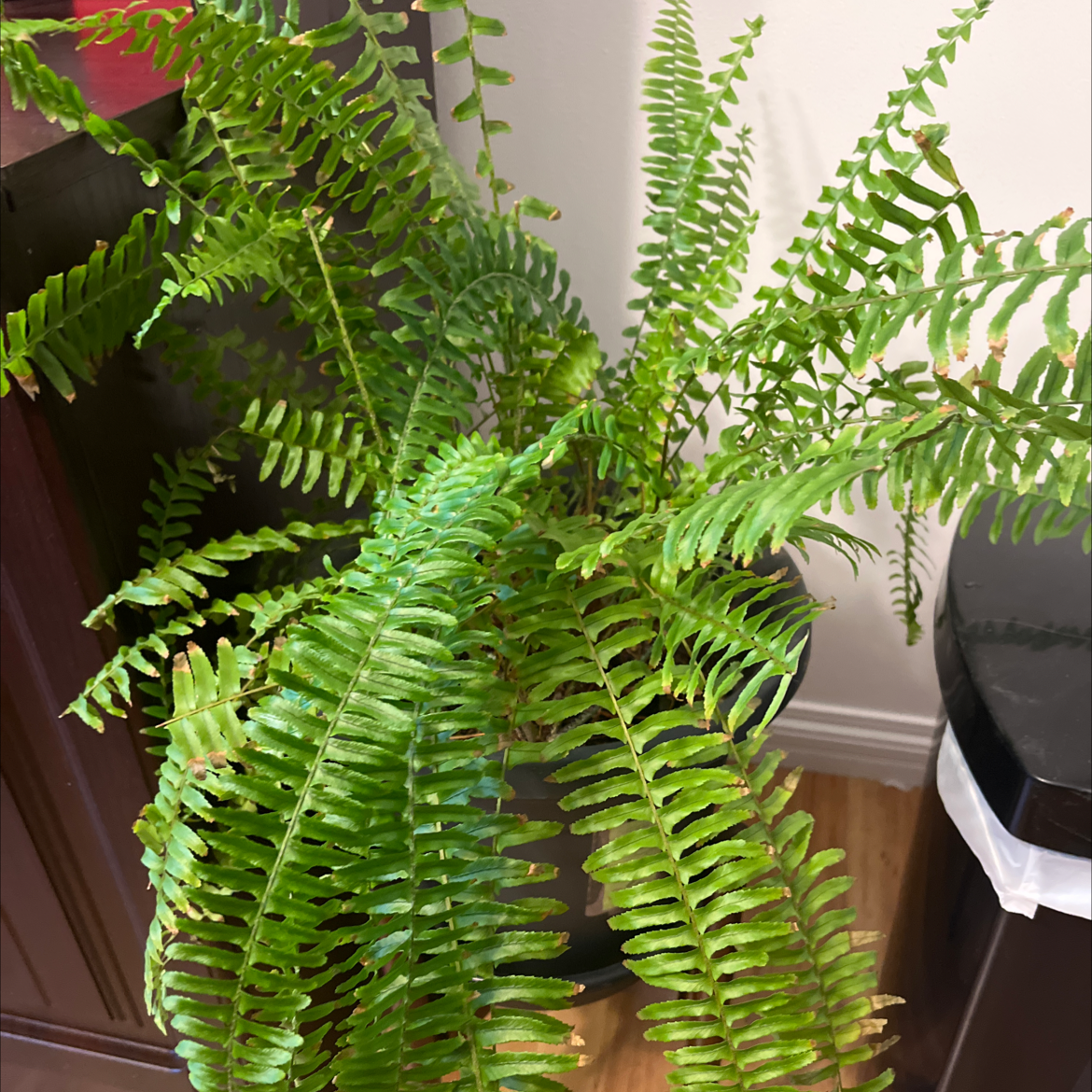 Kimberly Queen Fern with vibrant green fronds, well-framed and in focus.
