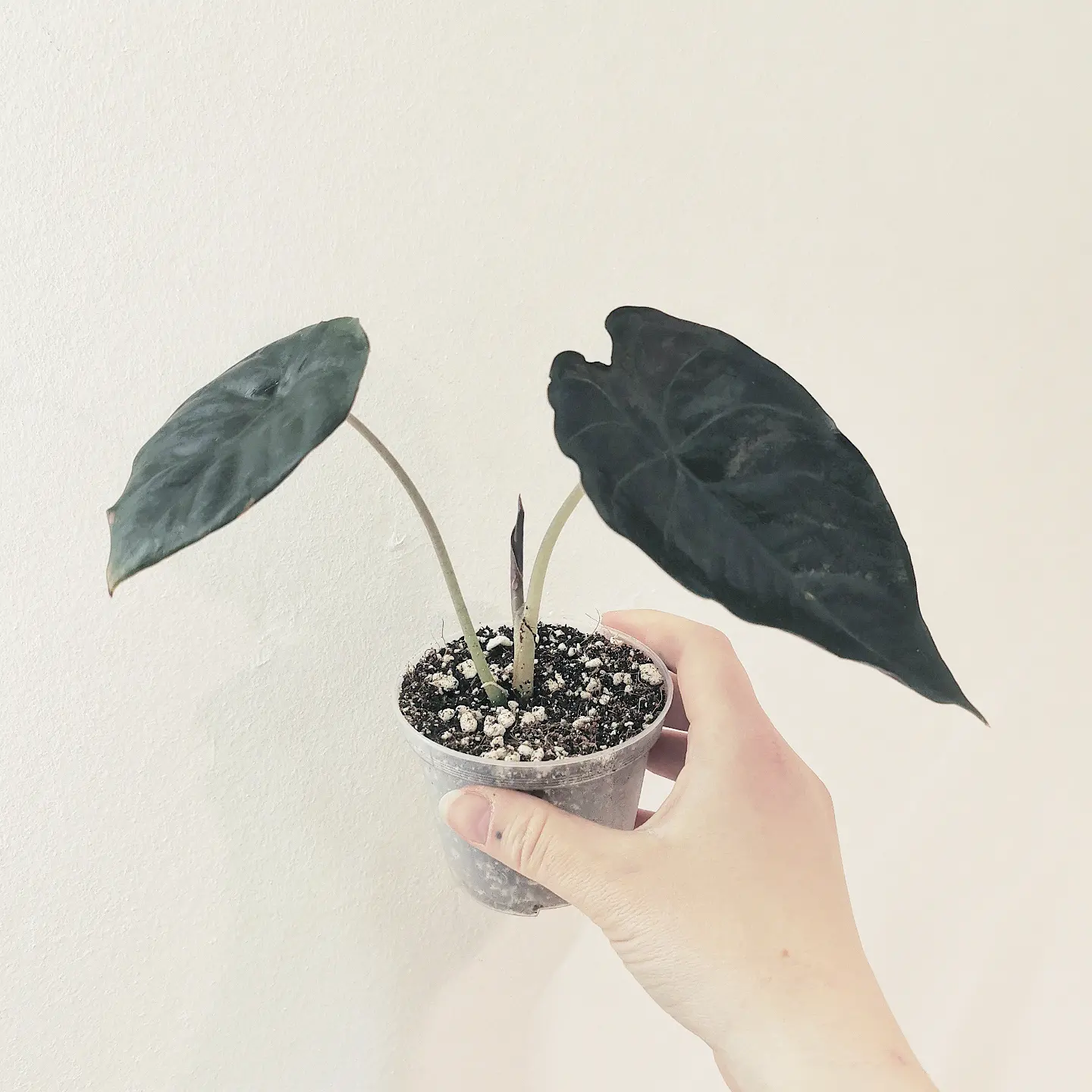 Alocasia Kapit Black Panther uploaded to the Greg plant app by @Siggyspothos