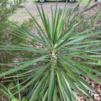Aloe Yucca plant in Southport, North Carolina