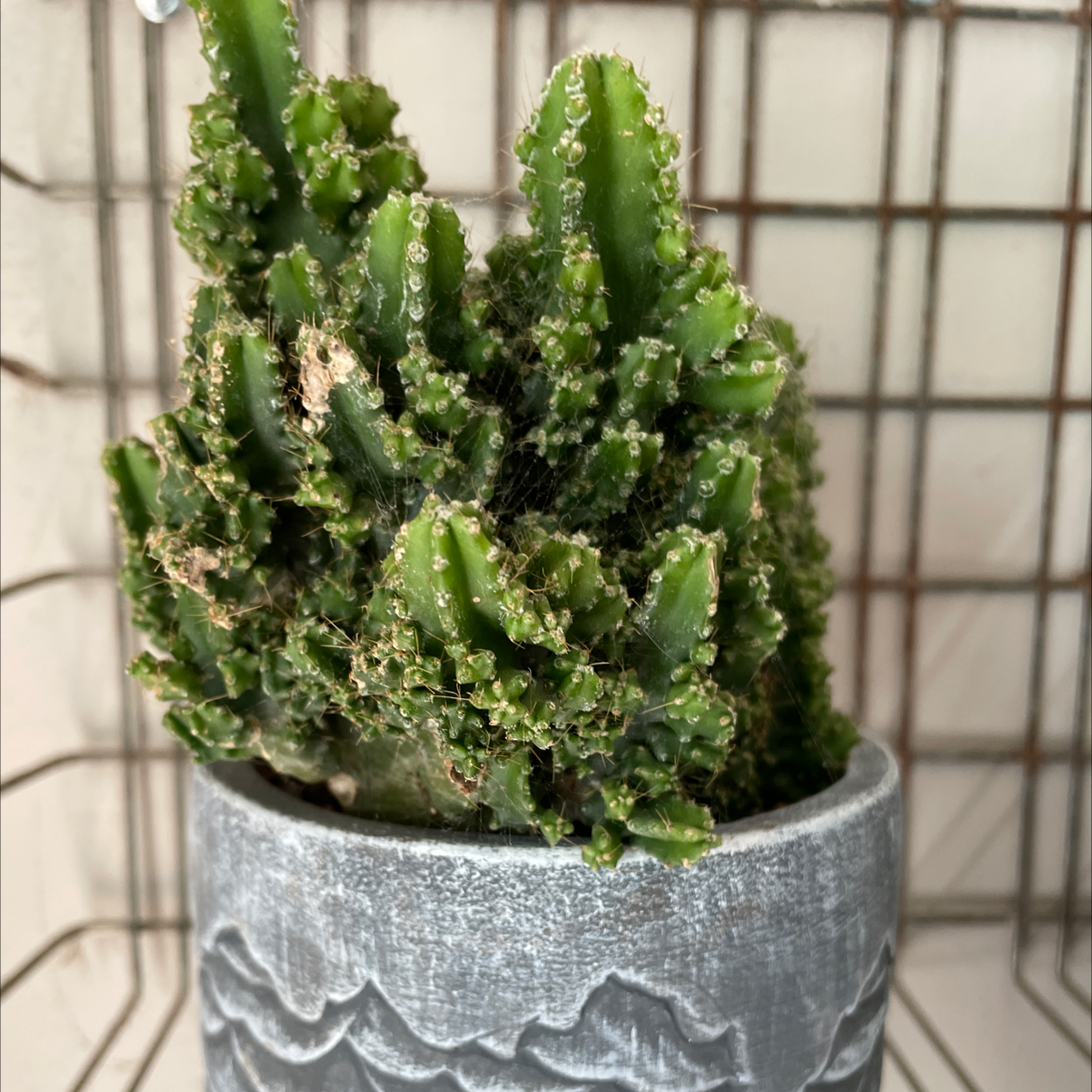 Lady-Finger Hedgehog Cactus in a pot, healthy and well-framed.