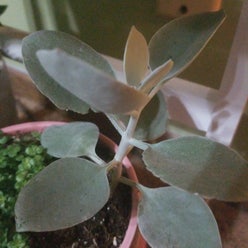 Silver Teaspoons plant