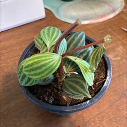 Peperomia 'Stilt' plant