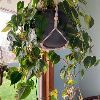 Heartleaf Philodendron plant in Winnebago, Illinois
