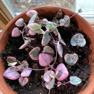 variegated string of hearts plant in Winnebago, Illinois