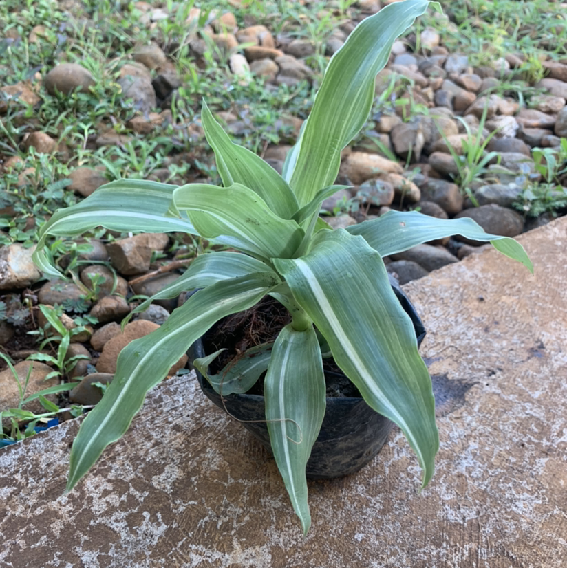 Basket Plant in a small pot with green leaves and white stripes on a concrete surface.