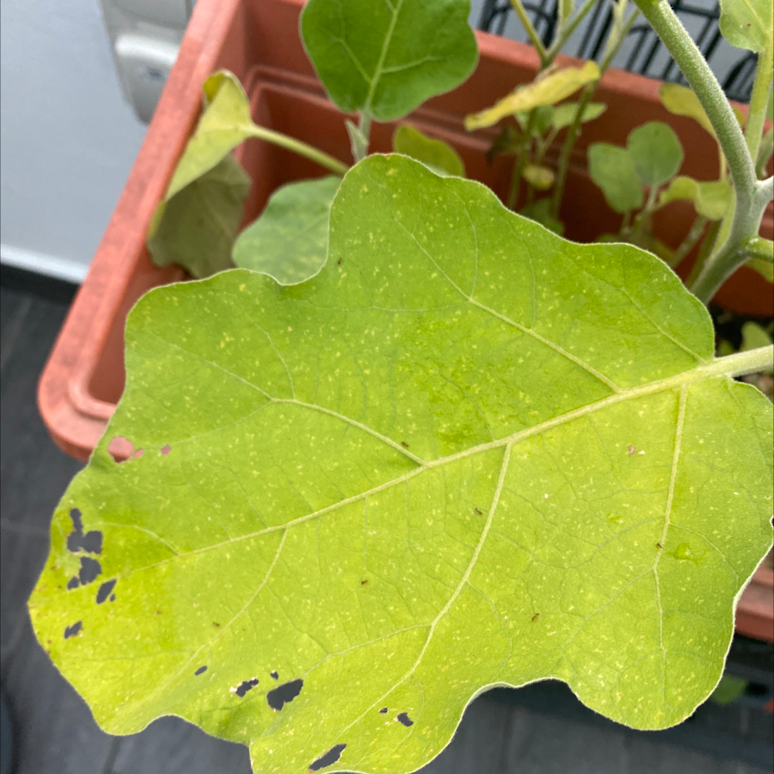Close-up of an eggplant leaf with black spots and yellowing, in a pot.