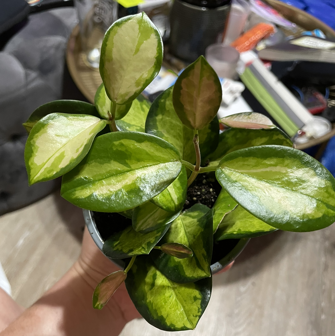 Hoya 'Lisa' plant with variegated leaves held by a hand, soil visible.