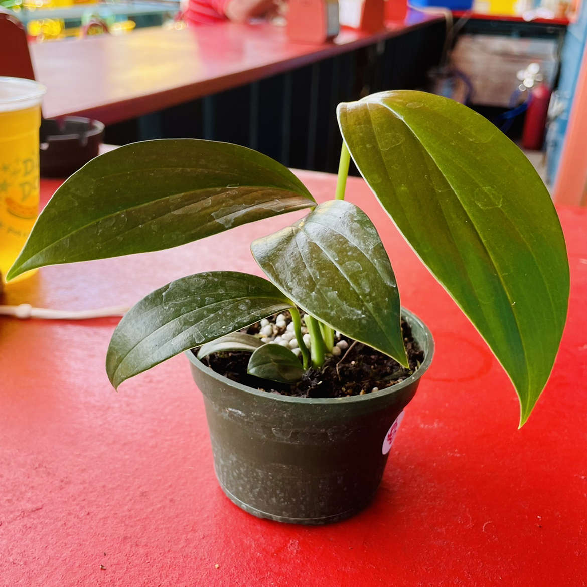Potted Rhaphidophora decursiva plant with broad green leaves on a red surface.