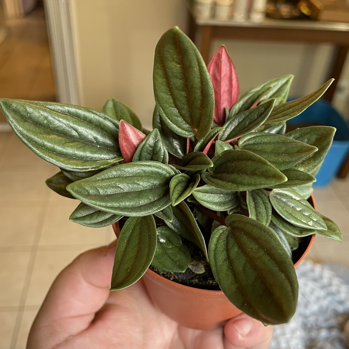 Healthy Peperomia 'Rosso' plant with vibrant green and red leaves in a small pot.