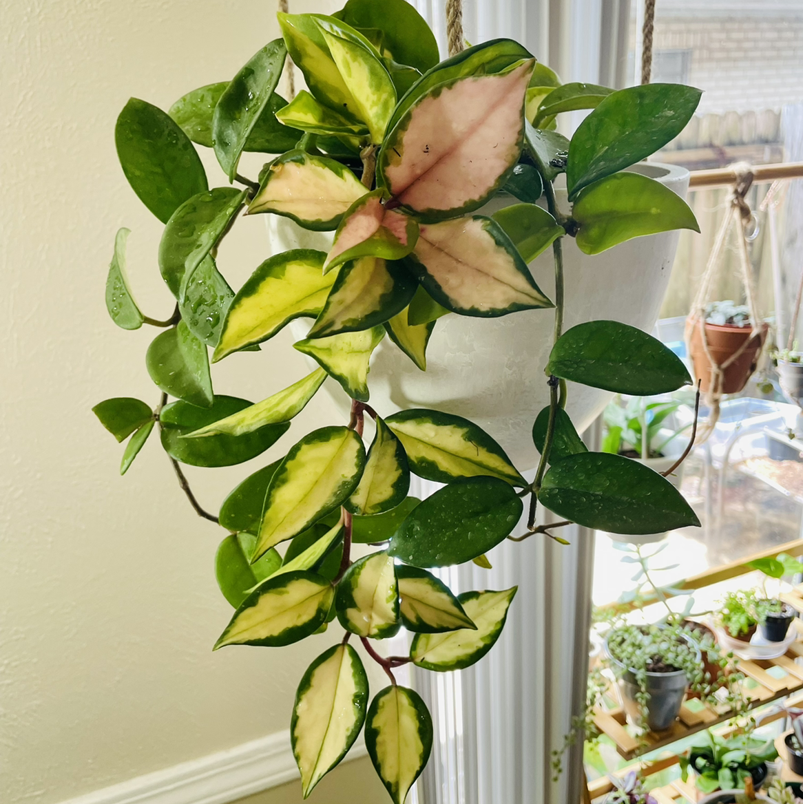 Krimson Princess Hoya plant in a hanging pot with variegated leaves.