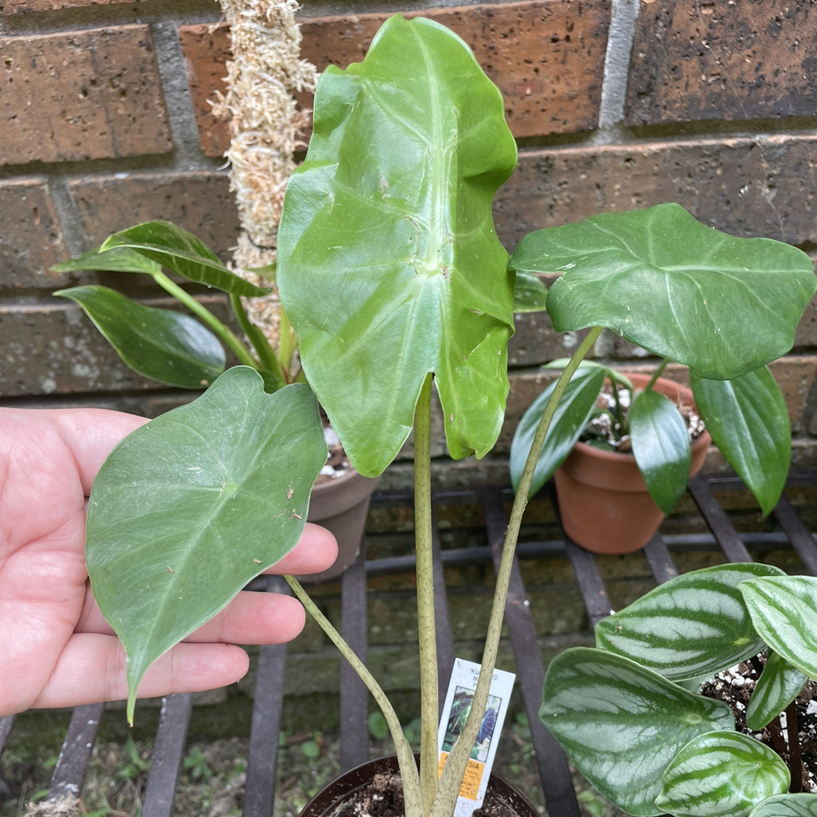 Photo of the plant species Kuching Mask Elephant Ear by @Brewziana named Barry on Greg, the plant care app