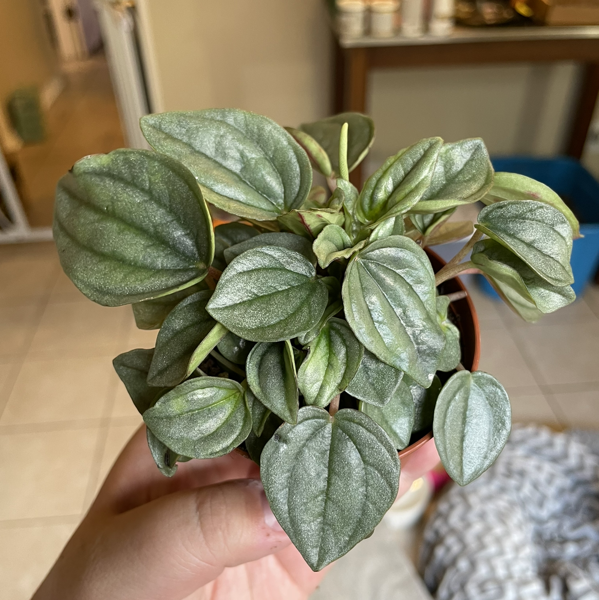 Healthy Silver Ripple Peperomia plant with textured leaves held by a hand.