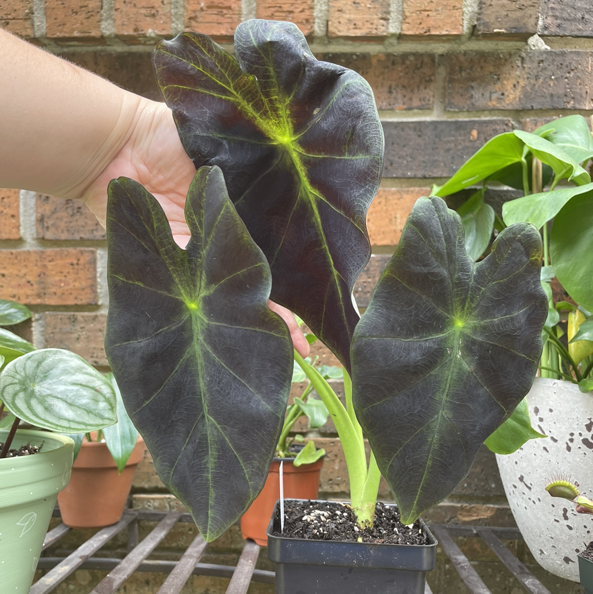 Colocasia 'Black Beauty' plant with dark leaves, visible soil, and a hand holding a leaf.
