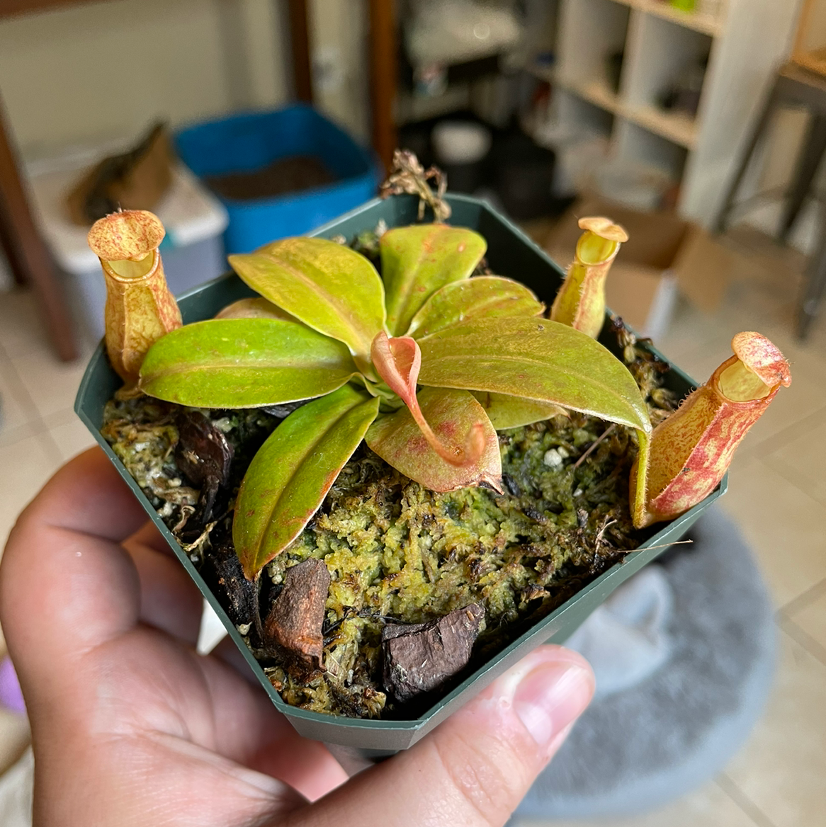 🪰 How To Know When To Repot A Tropical Pitcher Plant?