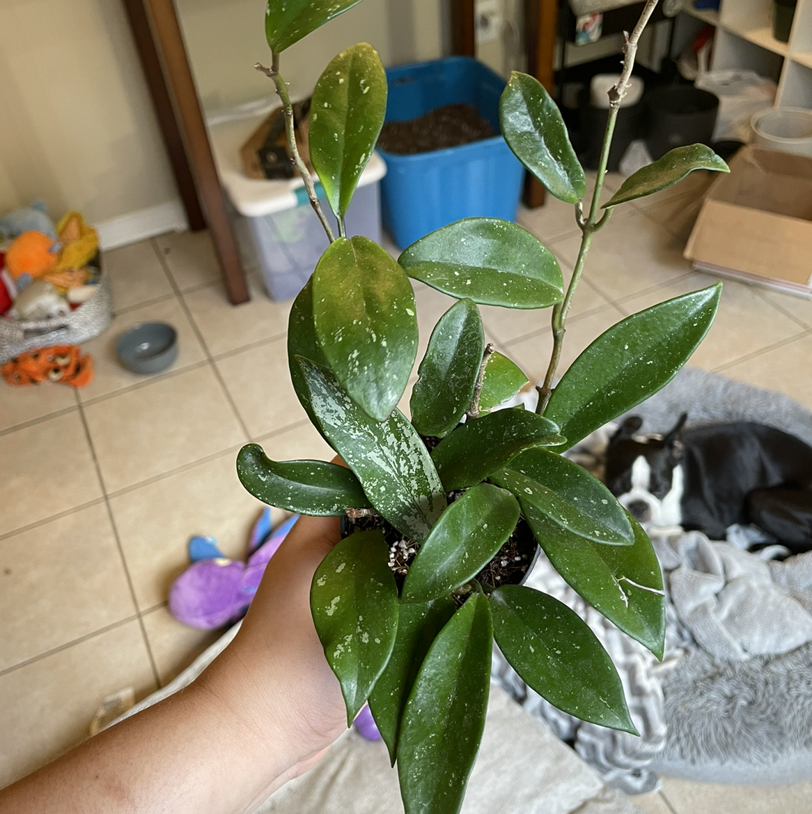 Hoya pubicalyx 'Splash' plant with green variegated leaves held by a hand.