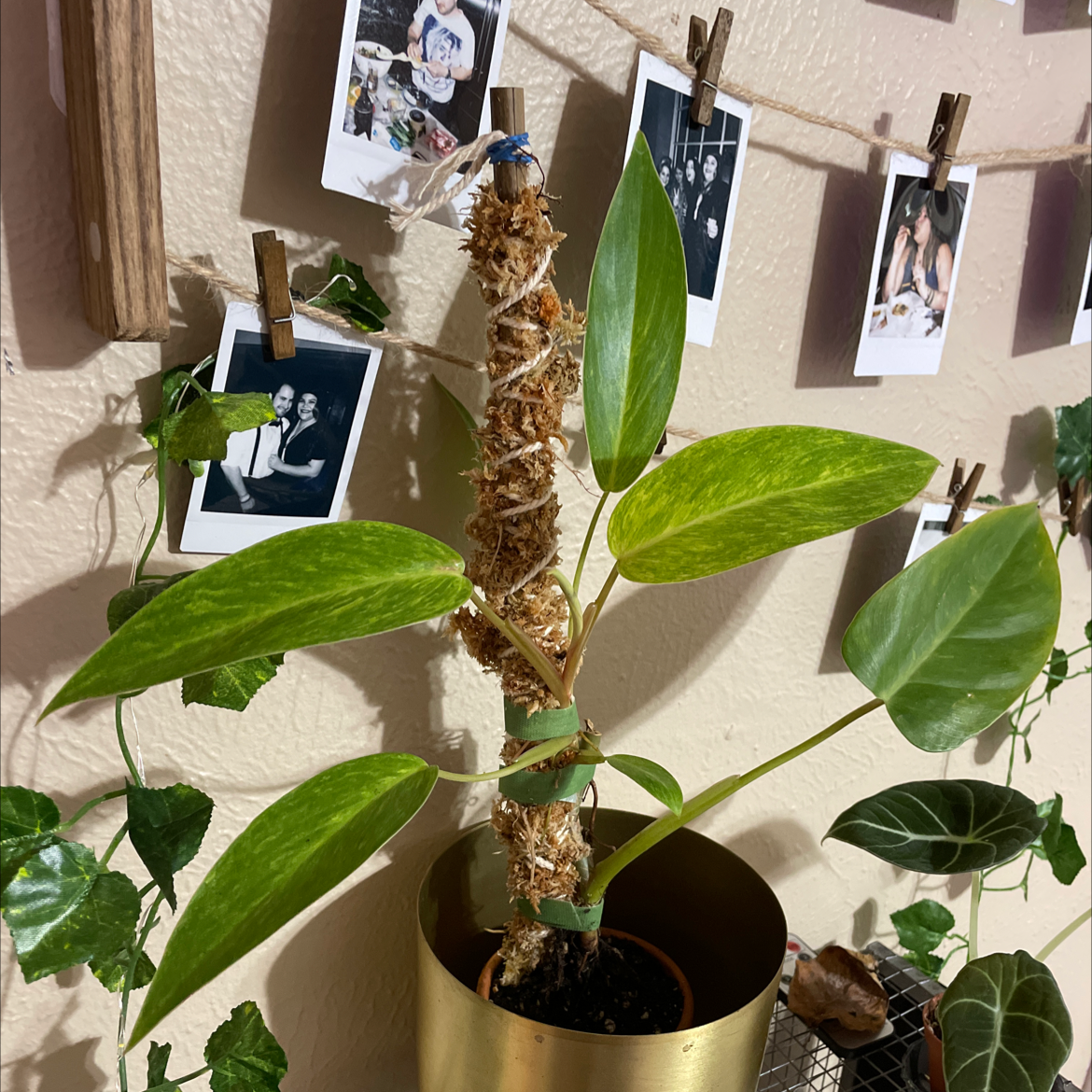 Photo of the plant species Philodendron 'Painted Lady' by @Brewziana named Mona on Greg, the plant care app