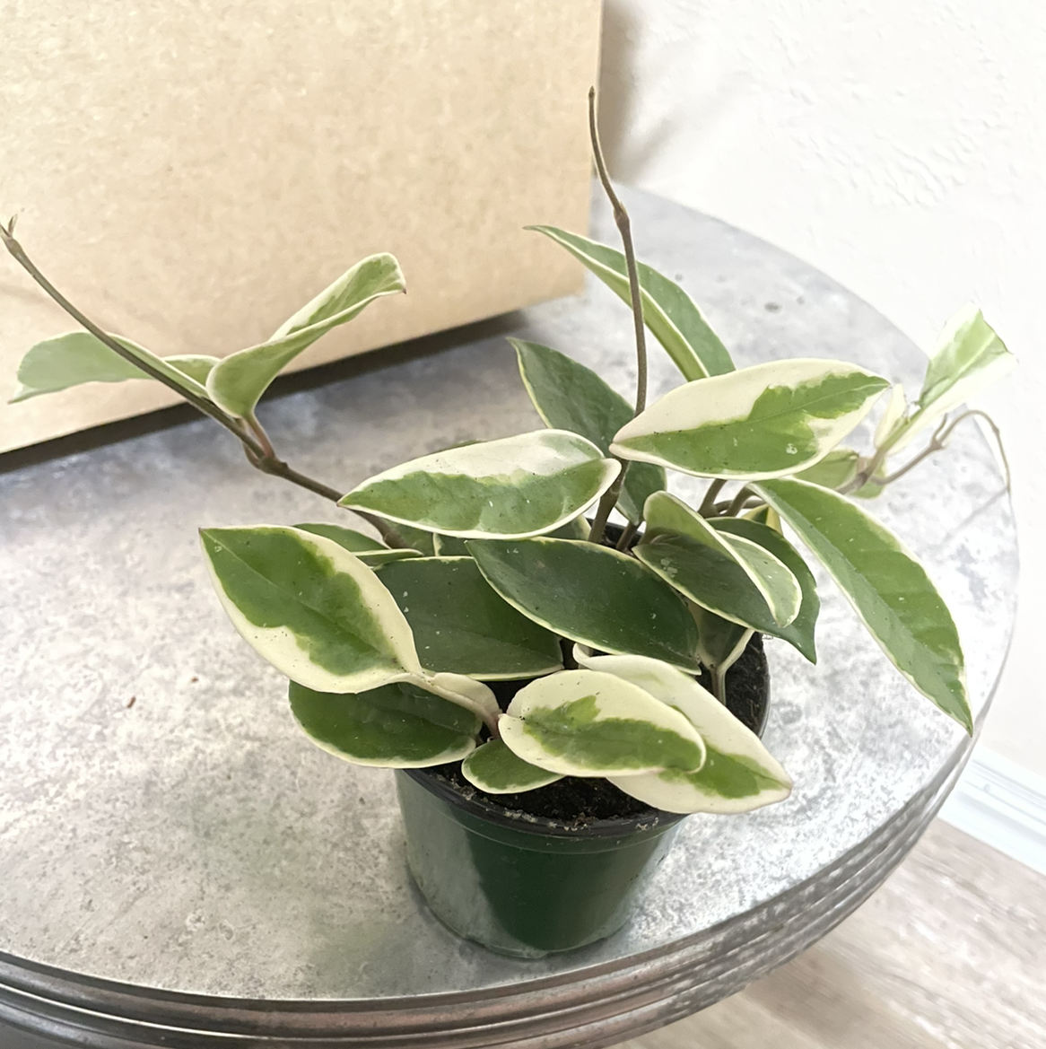 Hoya Krimson Queen plant with variegated leaves in a small pot.