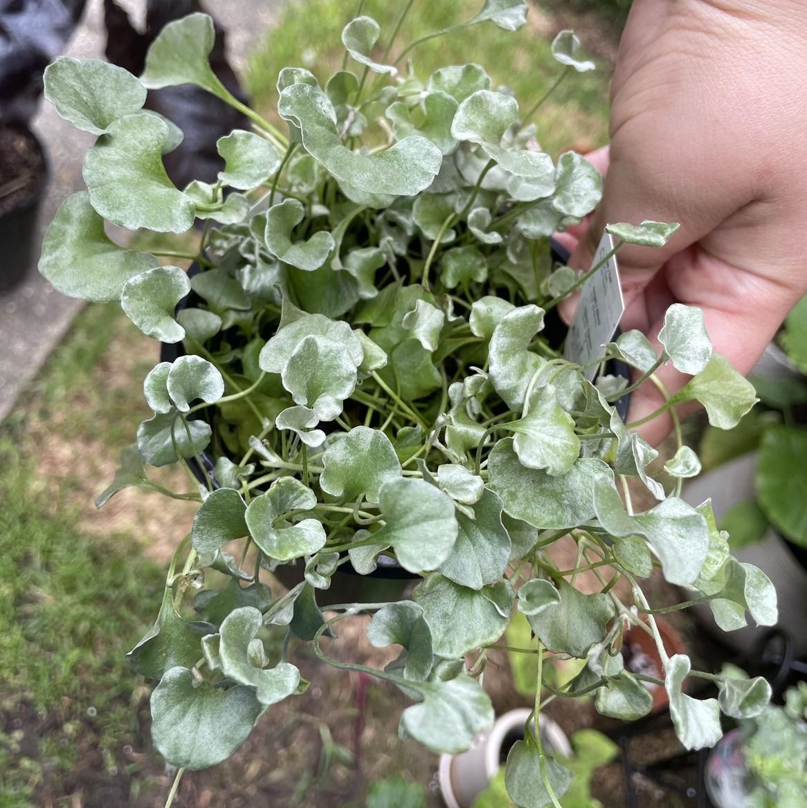 Photo of the plant species Silver Falls Dichondra by @Brewziana named Sandy on Greg, the plant care app
