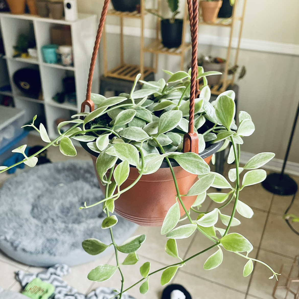 Hanging pot with a healthy Dischidia oiantha 'Variegata' plant with variegated leaves.