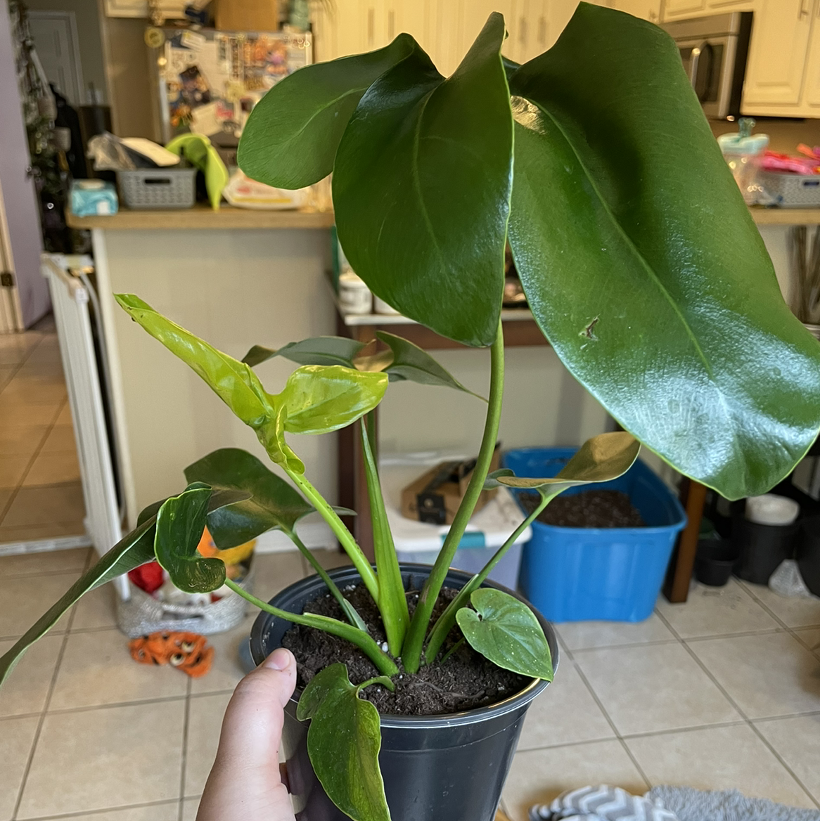 Thaumatophyllum spruceanum plant in a black pot, held by a hand, with a kitchen background.