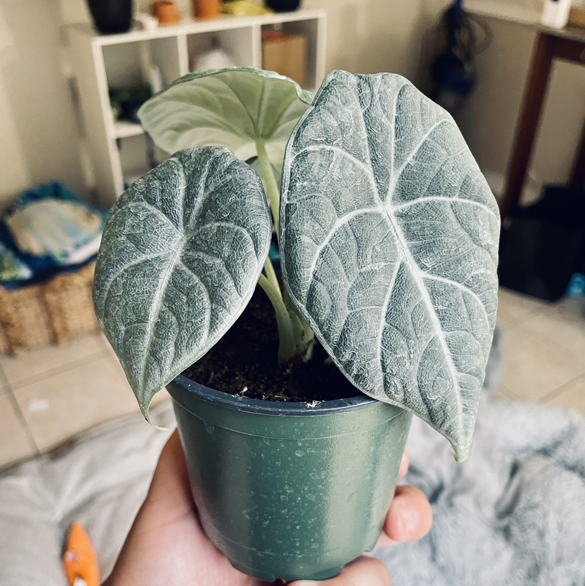 Potted Alocasia 'Maharani' plant with three healthy leaves, held by a hand.