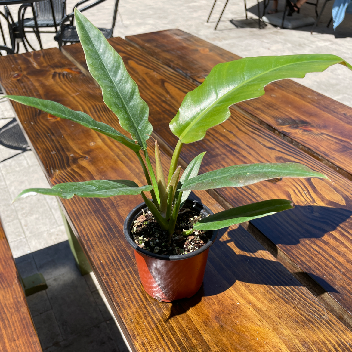 Philodendron Narrow Tiger Tooth plant in a small pot on a wooden table.