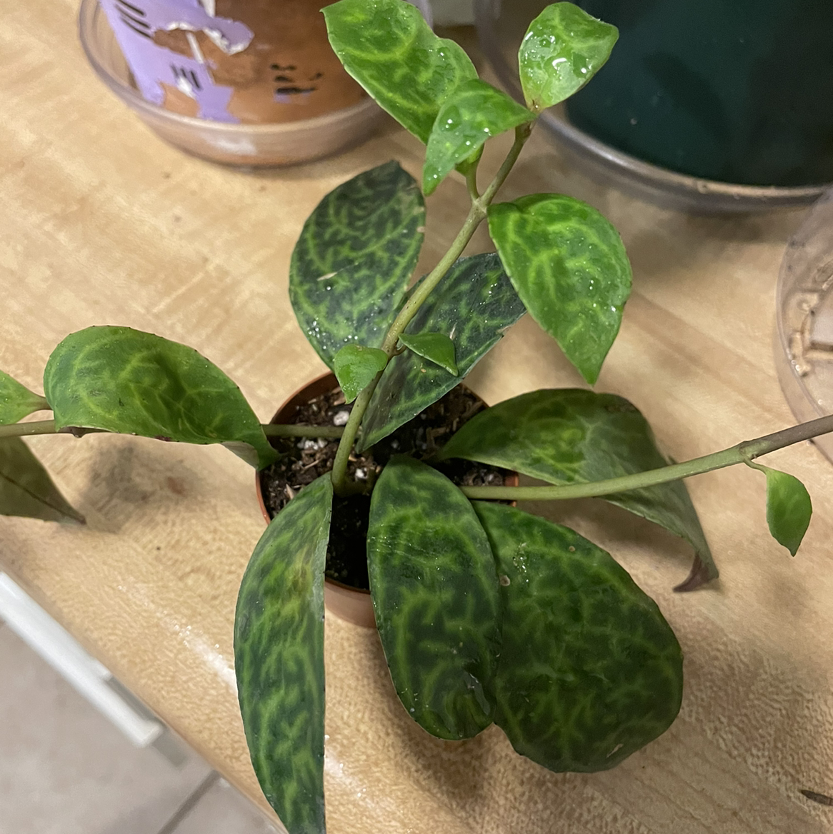 Black Pagoda Lipstick Plant with patterned leaves in a small pot, soil visible.