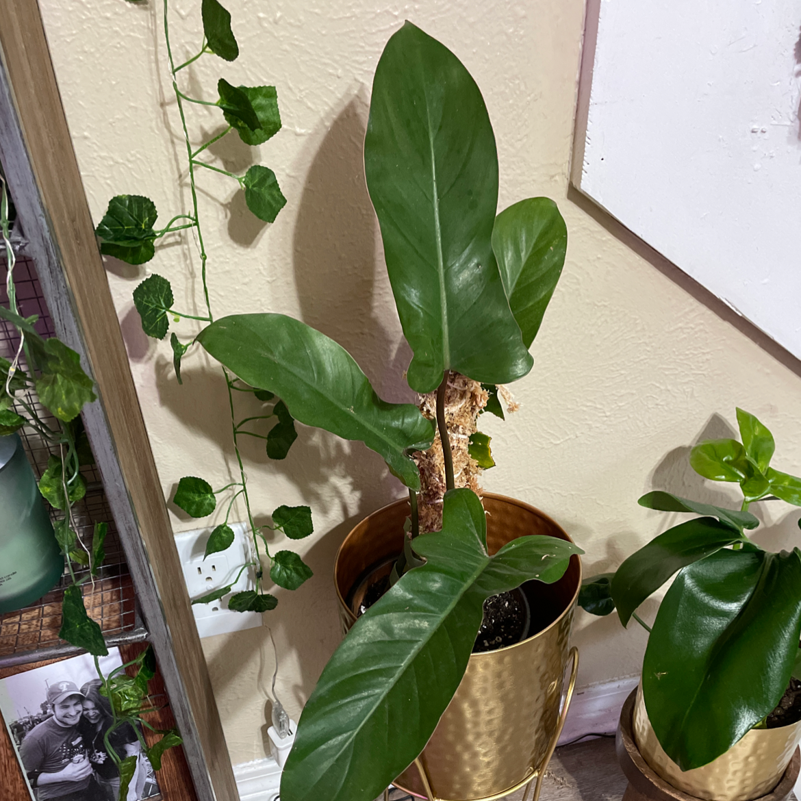 Photo of the plant species Philodendron Black Cardinal x Florida Beauty by @Brewziana named Olympe on Greg, the plant care app