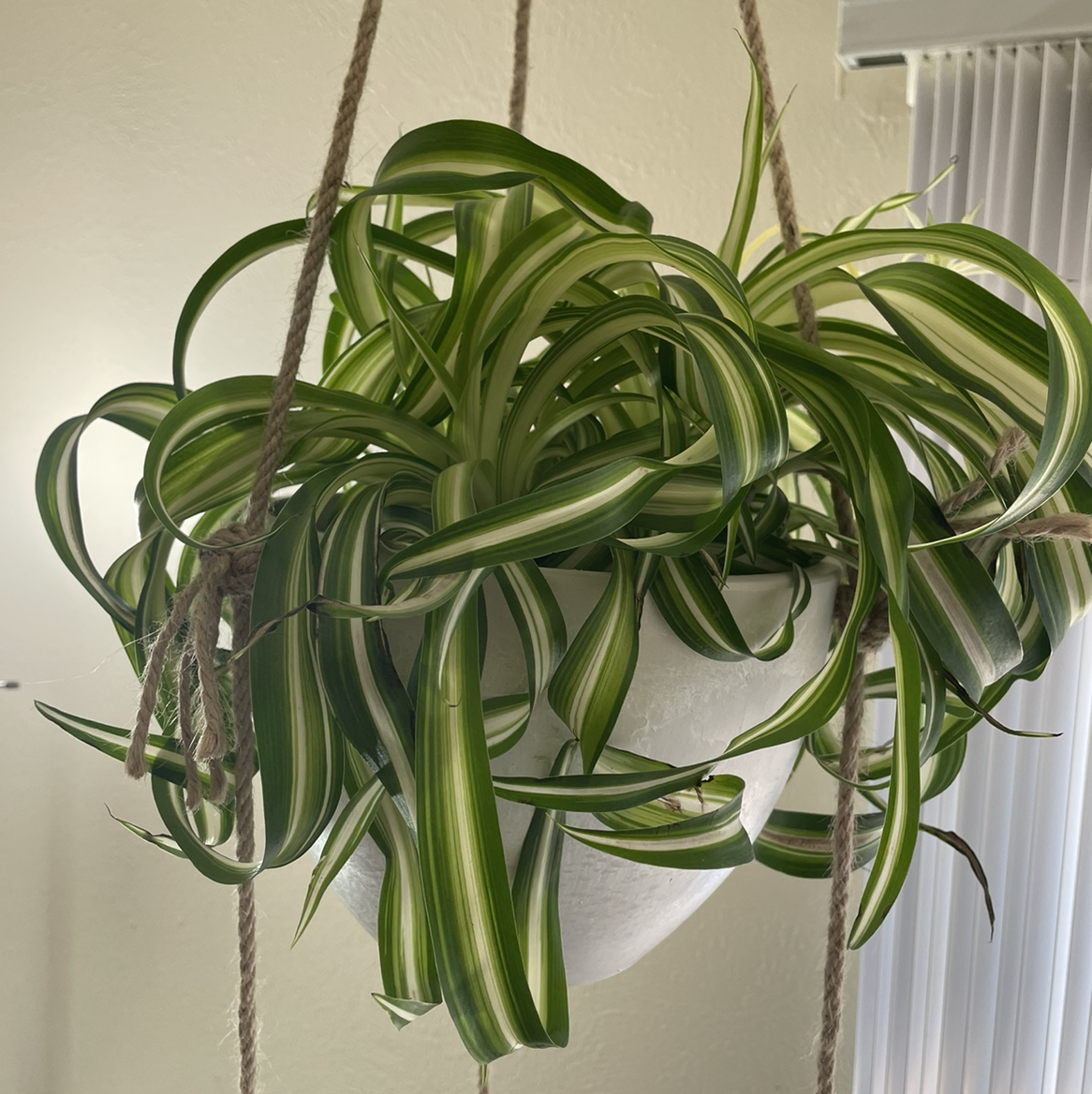 Curly Spider Plant in a hanging pot with vibrant green and white striped leaves.