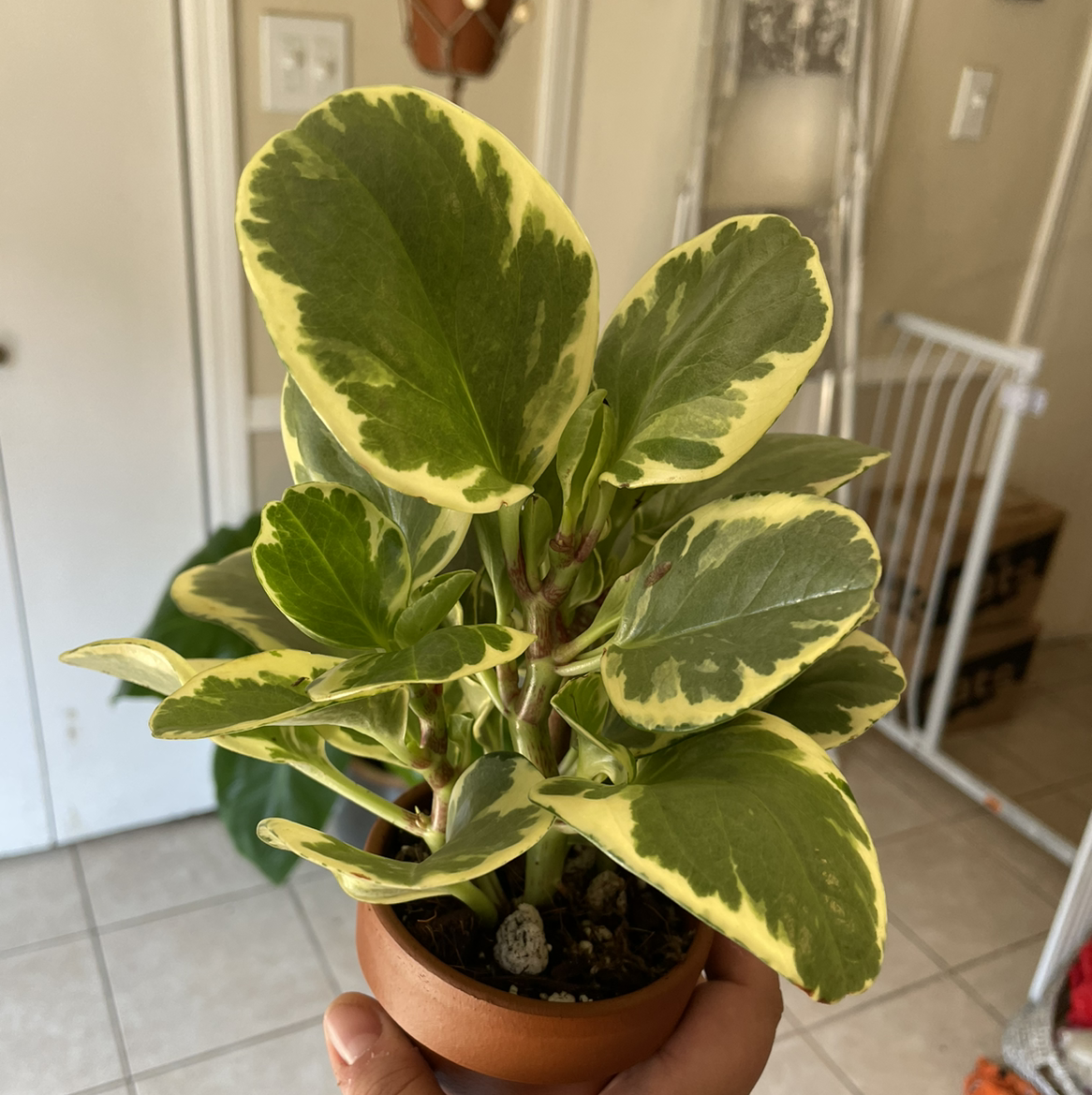 Variegated Baby Rubber Plant with healthy variegated leaves in a small pot.