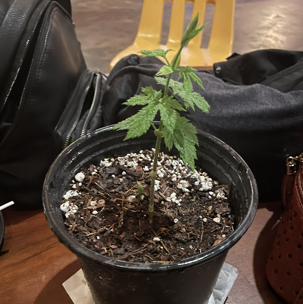 Photo of the plant species Cashmere Hop by @Brewziana named Floyd on Greg, the plant care app
