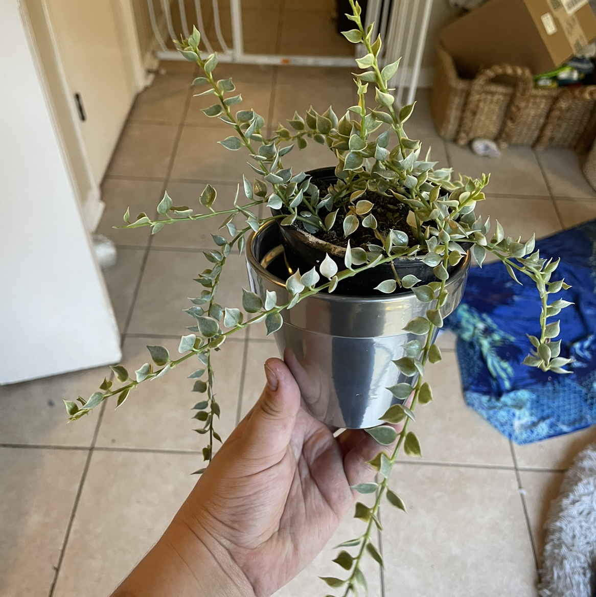 Potted Million hearts plant with trailing stems and heart-shaped leaves, held by a hand.