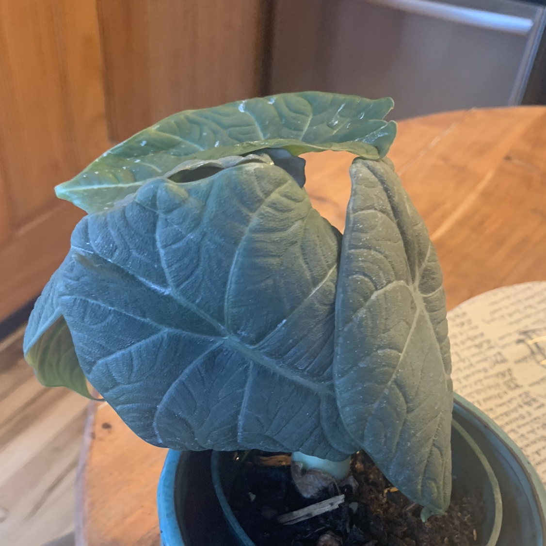 Alocasia 'Maharani' plant with large, textured leaves in a pot with visible soil.