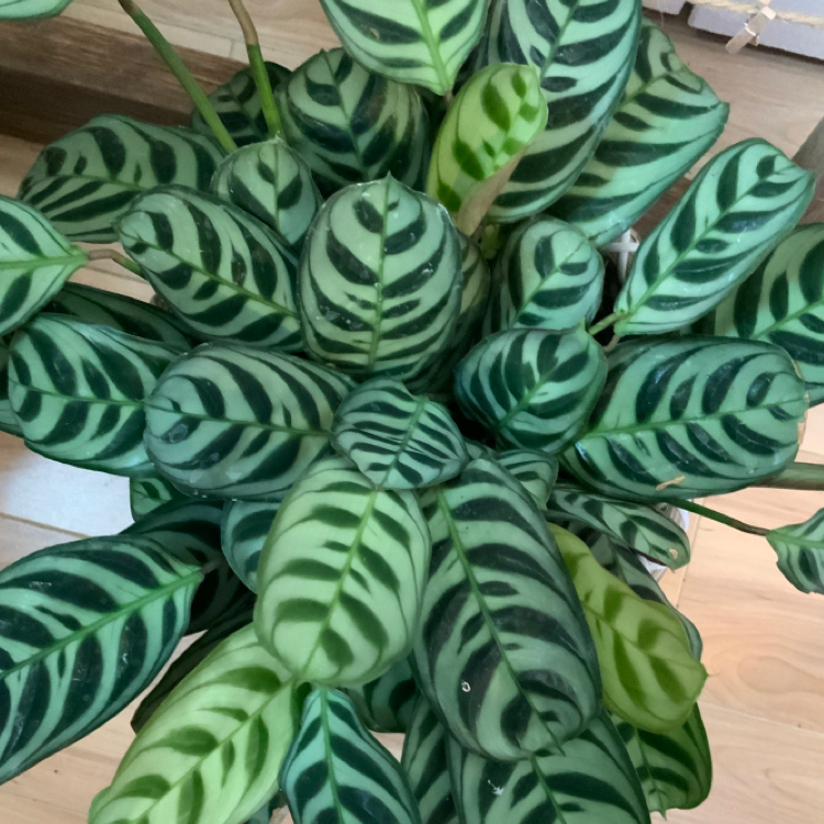 Healthy Fishbone Prayer Plant with glossy dark and light green striped oval leaves in a loose arrangement.