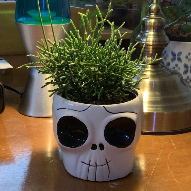 Healthy Hairy Stemmed Rhipsalis plant in a pot with household items in the background.