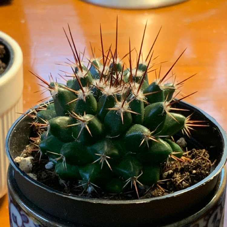A healthy Mexican Pincushion cactus in a pot with prominent spines.