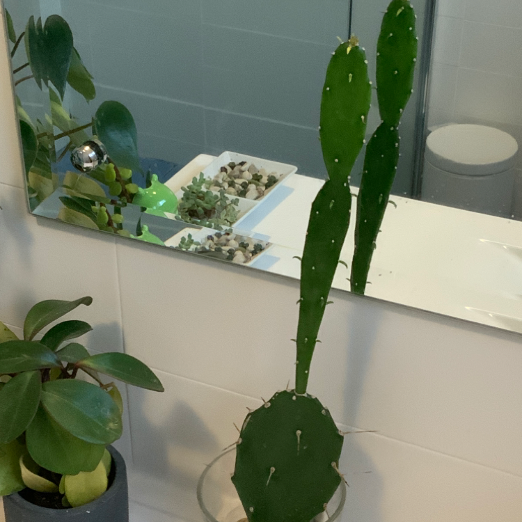 Tall green cactus, likely Brazilian Pricklypear, with elongated pads in a bathroom setting.