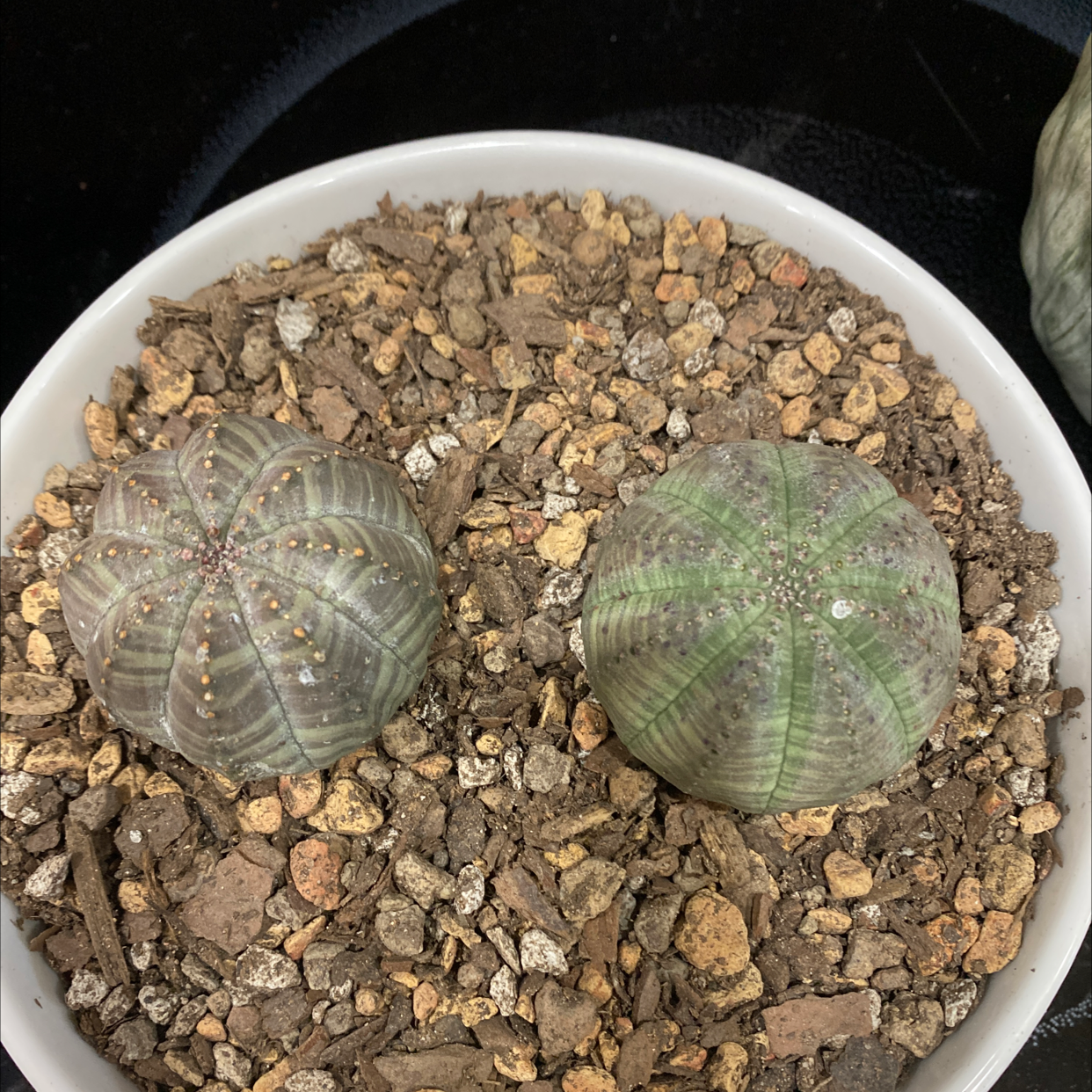 Two healthy Baseball Plants (Euphorbia obesa) in a white pot with visible soil.