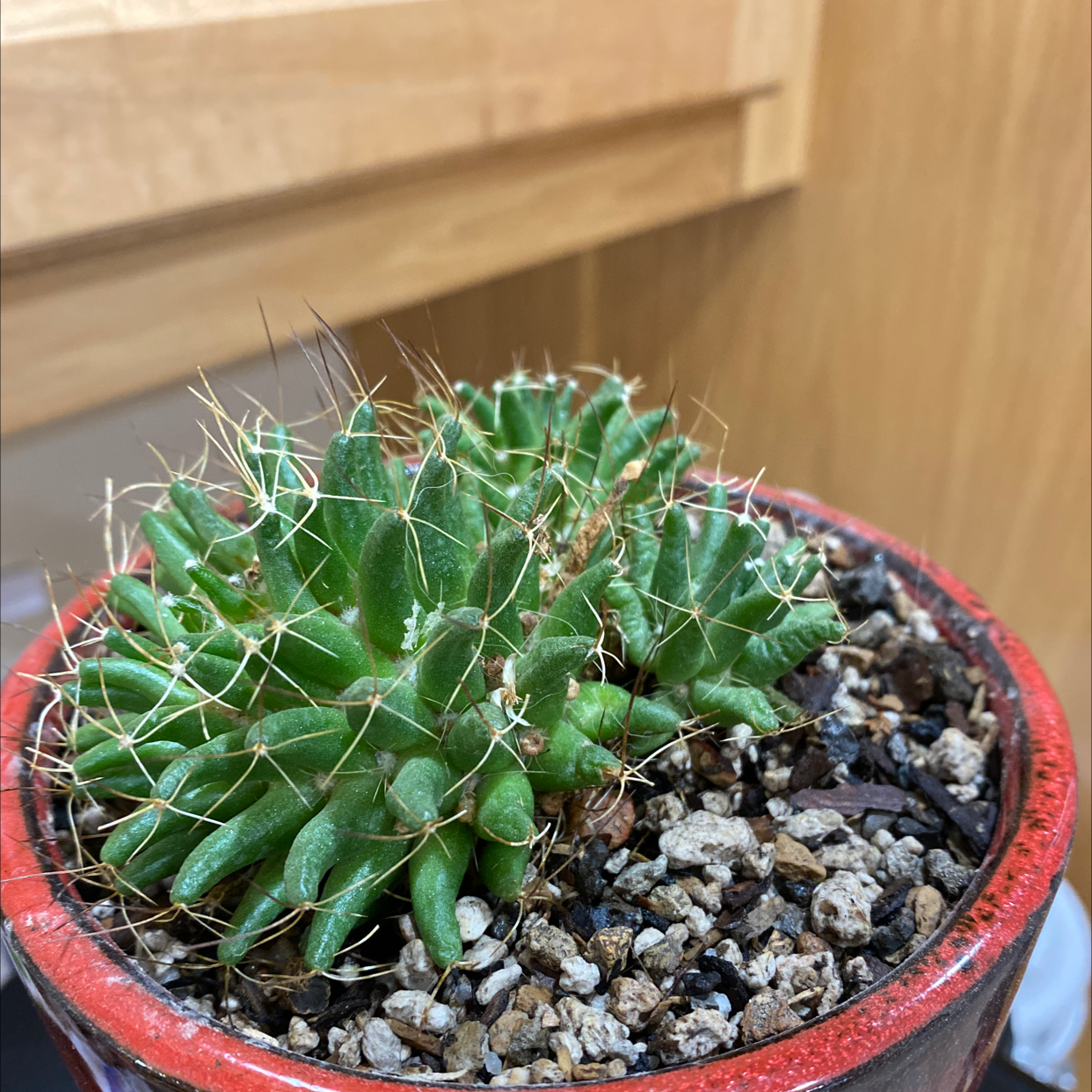 Texas Barrel Cactus in a red pot with visible soil, appears healthy.