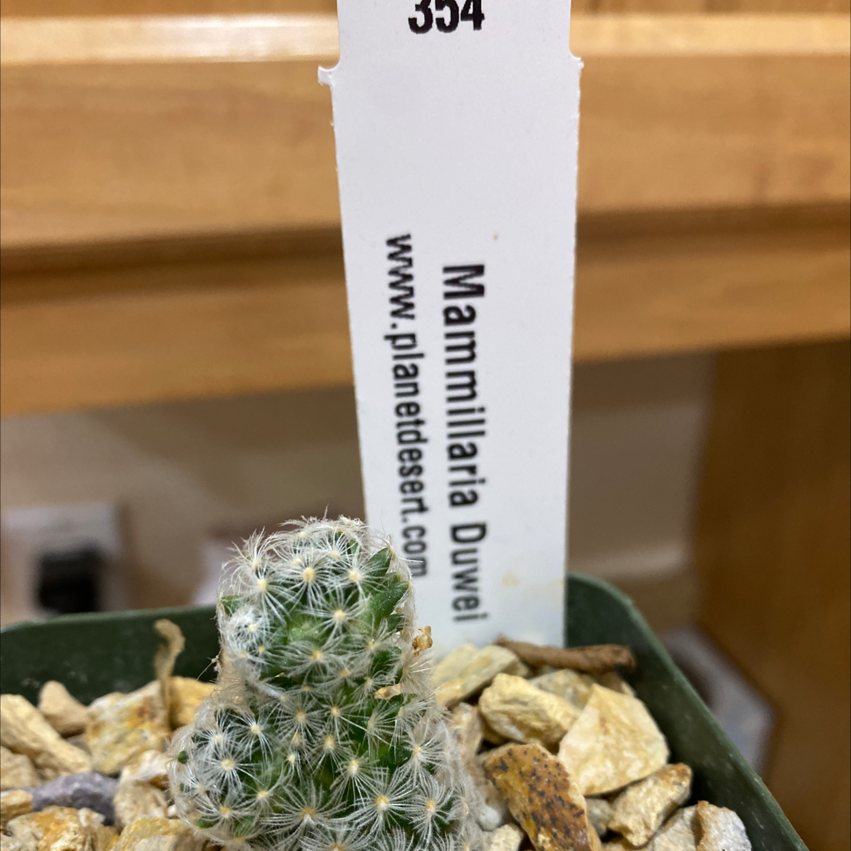 Photo of the plant species Mammillaria duwei by Connie named Mochi on Greg, the plant care app