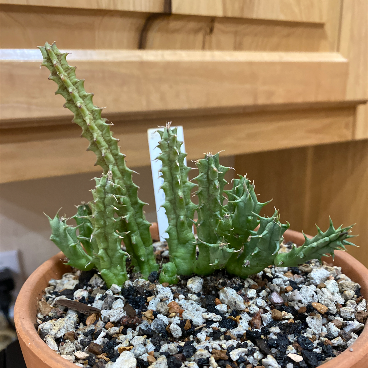 Photo of the plant species carrion plant by Connie named Corpsey on Greg, the plant care app