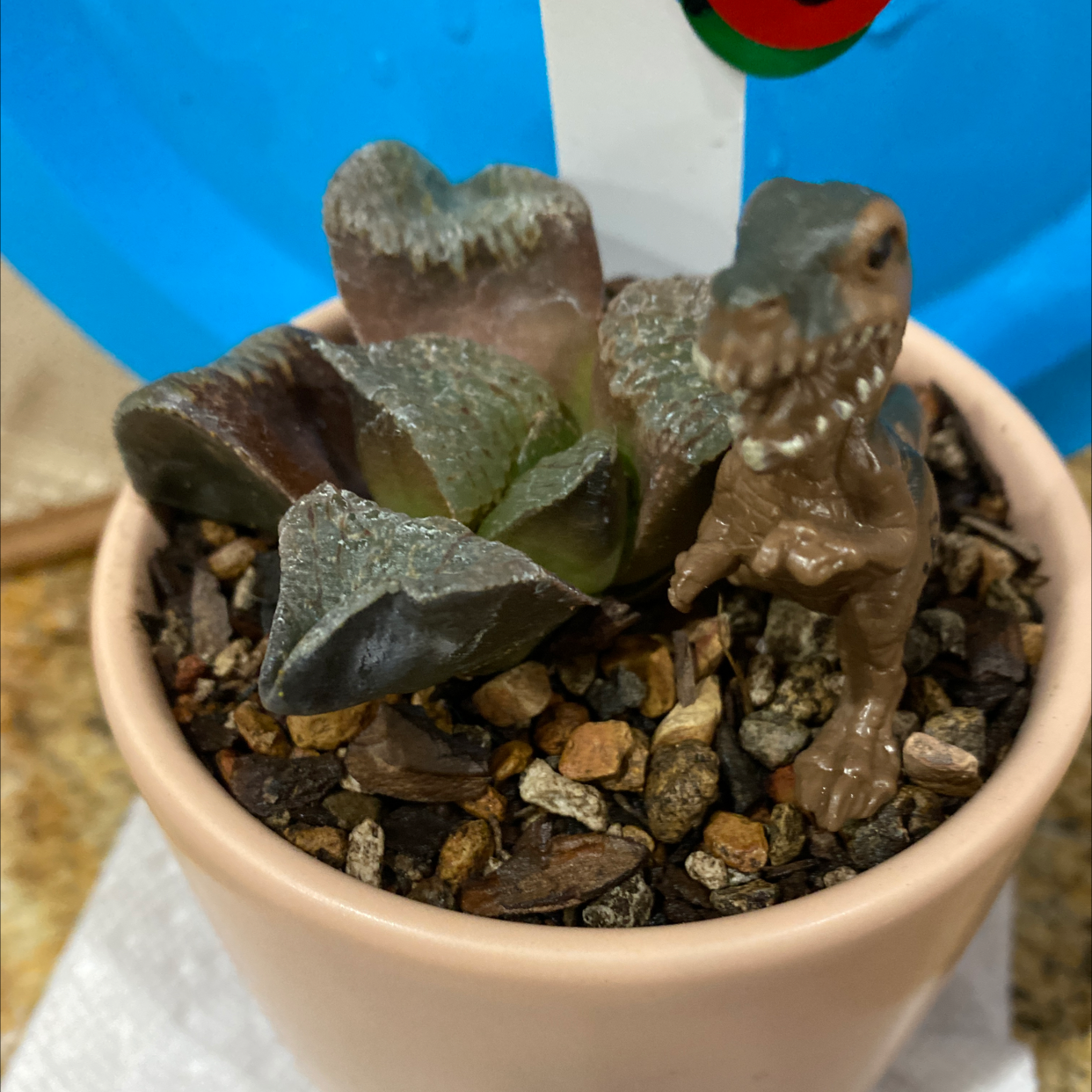 Photo of the plant species T-Rex Toes by Connie named T Rex Toes #1 on Greg, the plant care app
