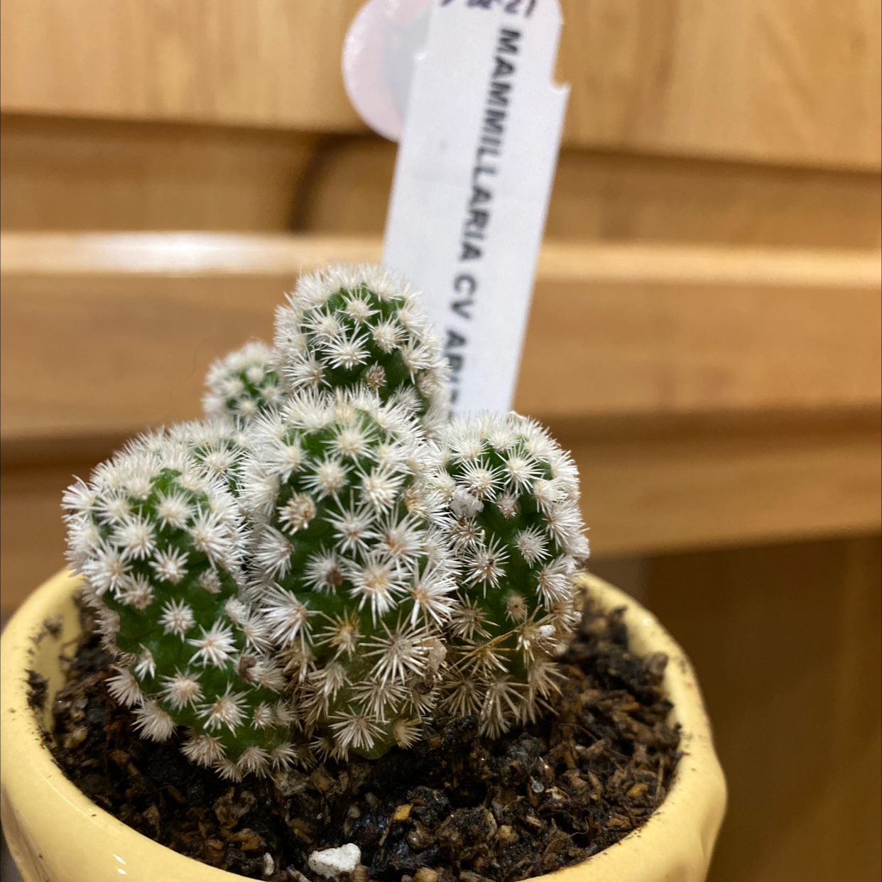 Healthy Lace Hedgehog Cactus densely covered in fuzzy white spines growing in a small terracotta pot.