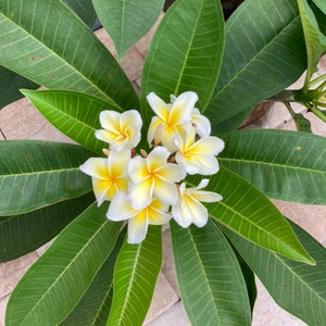 Plumeria Rubra plant photo by @Kwestannie named Lani on Greg, the plant care app.
