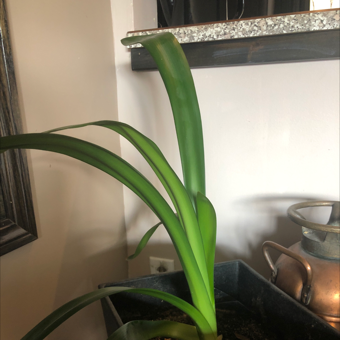 Bush Lily plant with long green leaves in a pot indoors.