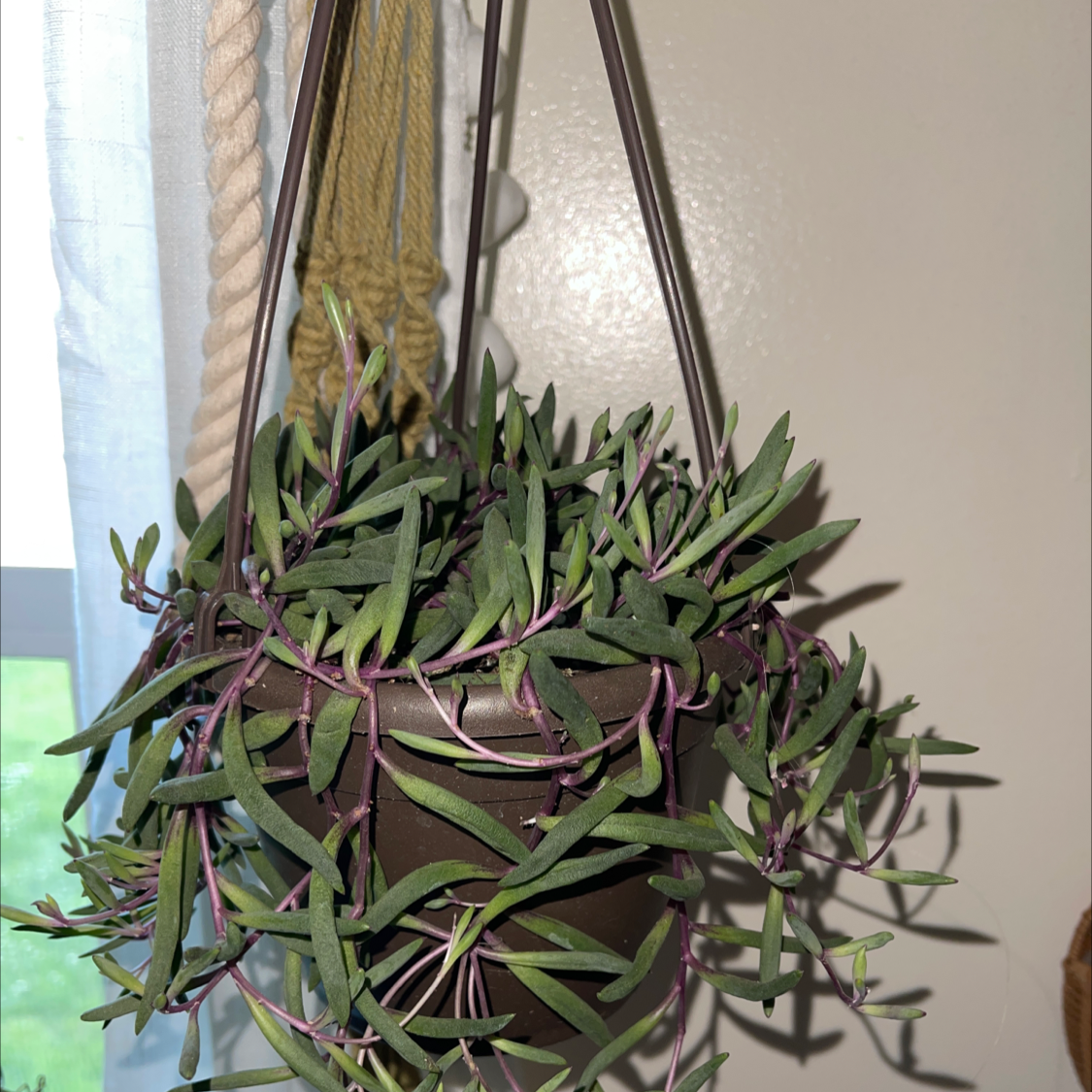 Hanging pot with a healthy ruby necklace plant, green leaves and purple stems.