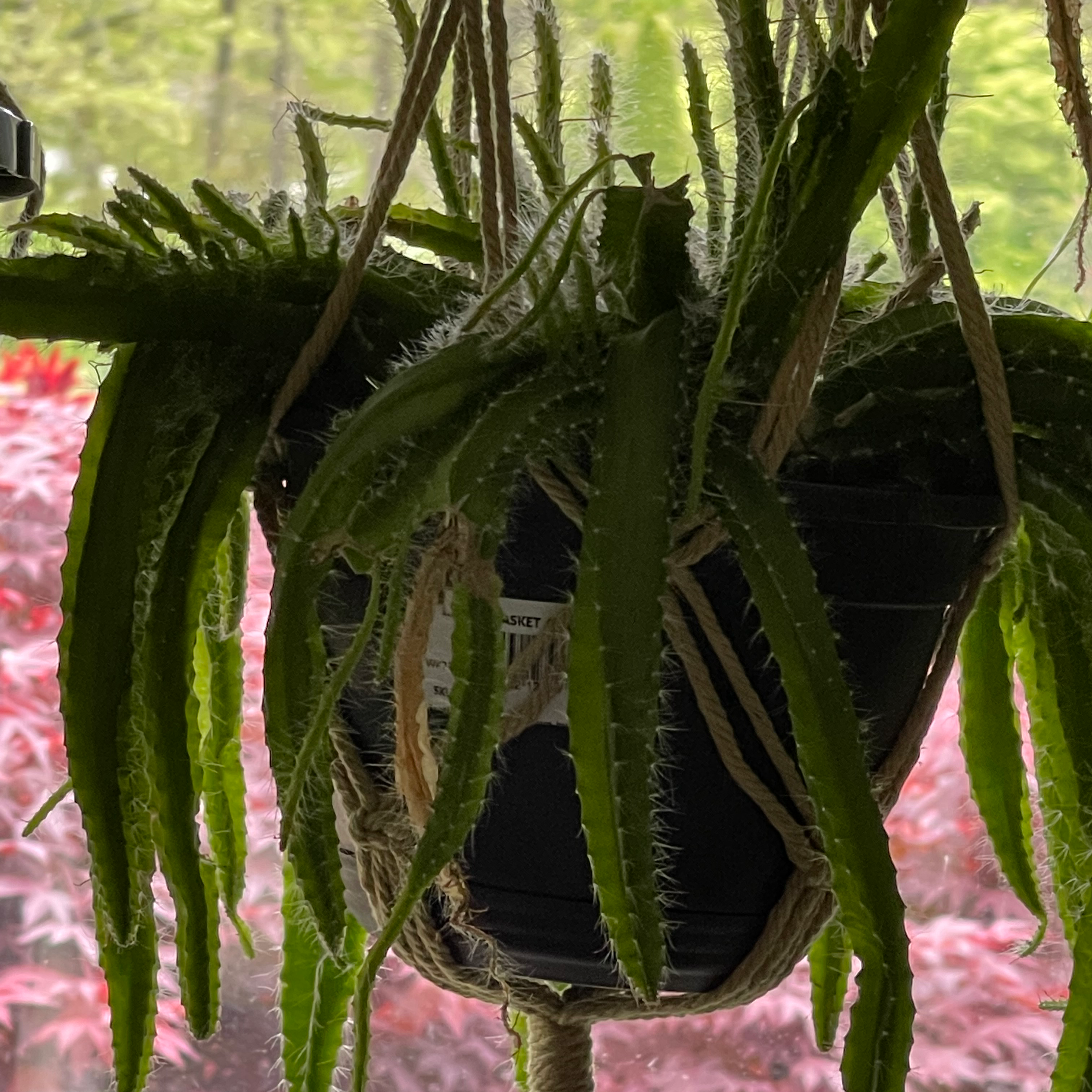 Dog Tail Cactus in a hanging pot with healthy green stems.