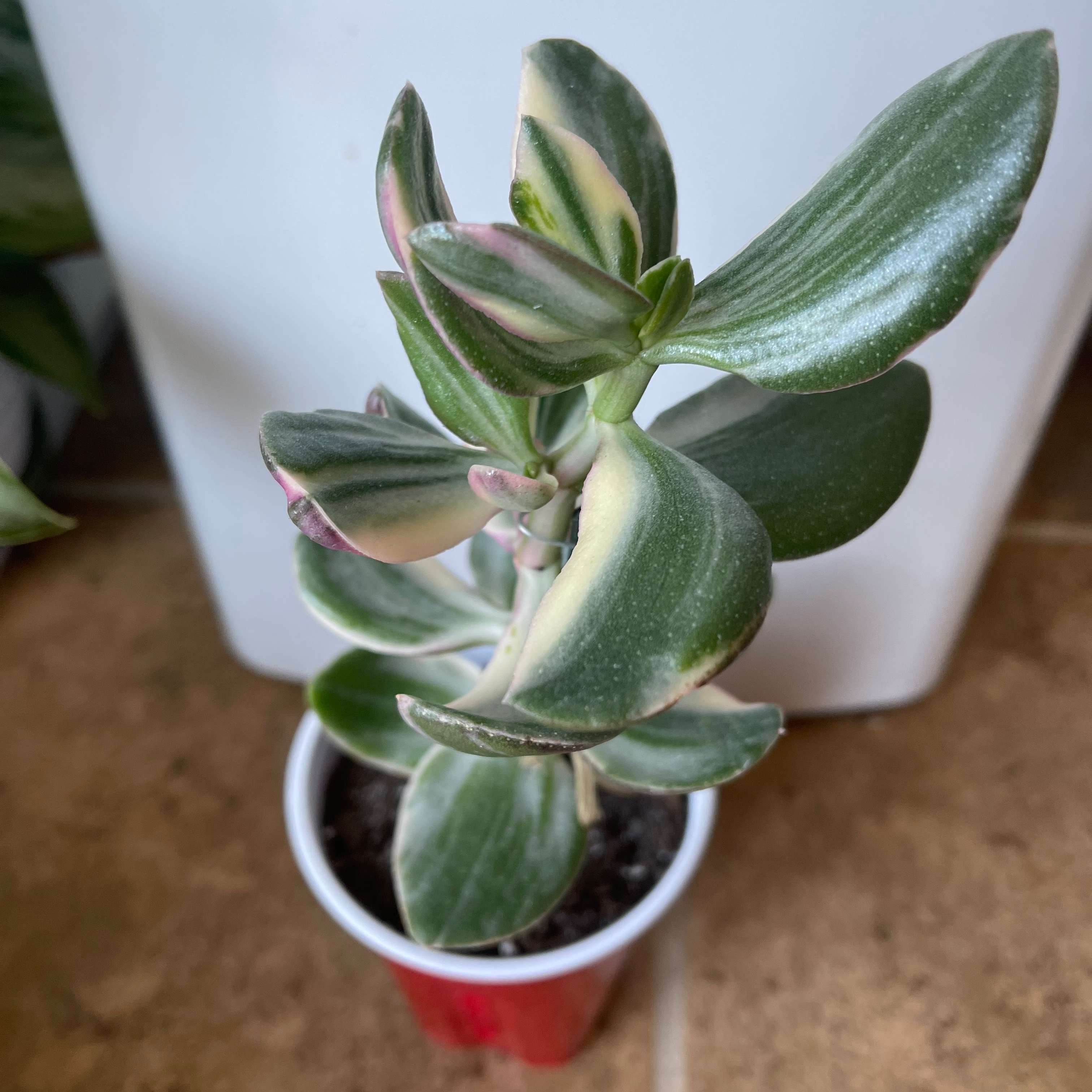 Variegated Jade plant in a red pot with healthy green and white leaves.
