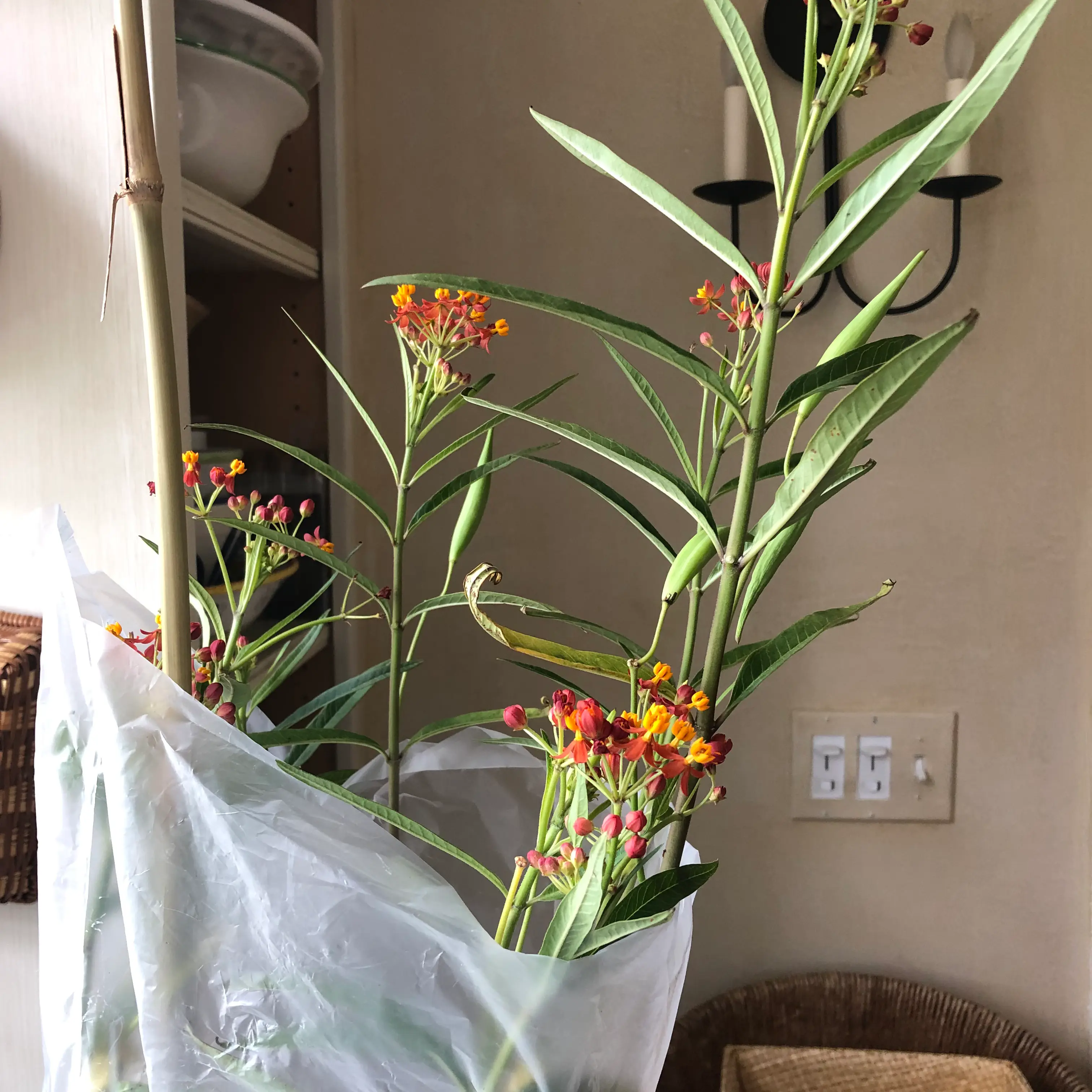 Scarlet Milkweed plant with vibrant red and yellow flowers, appearing healthy.