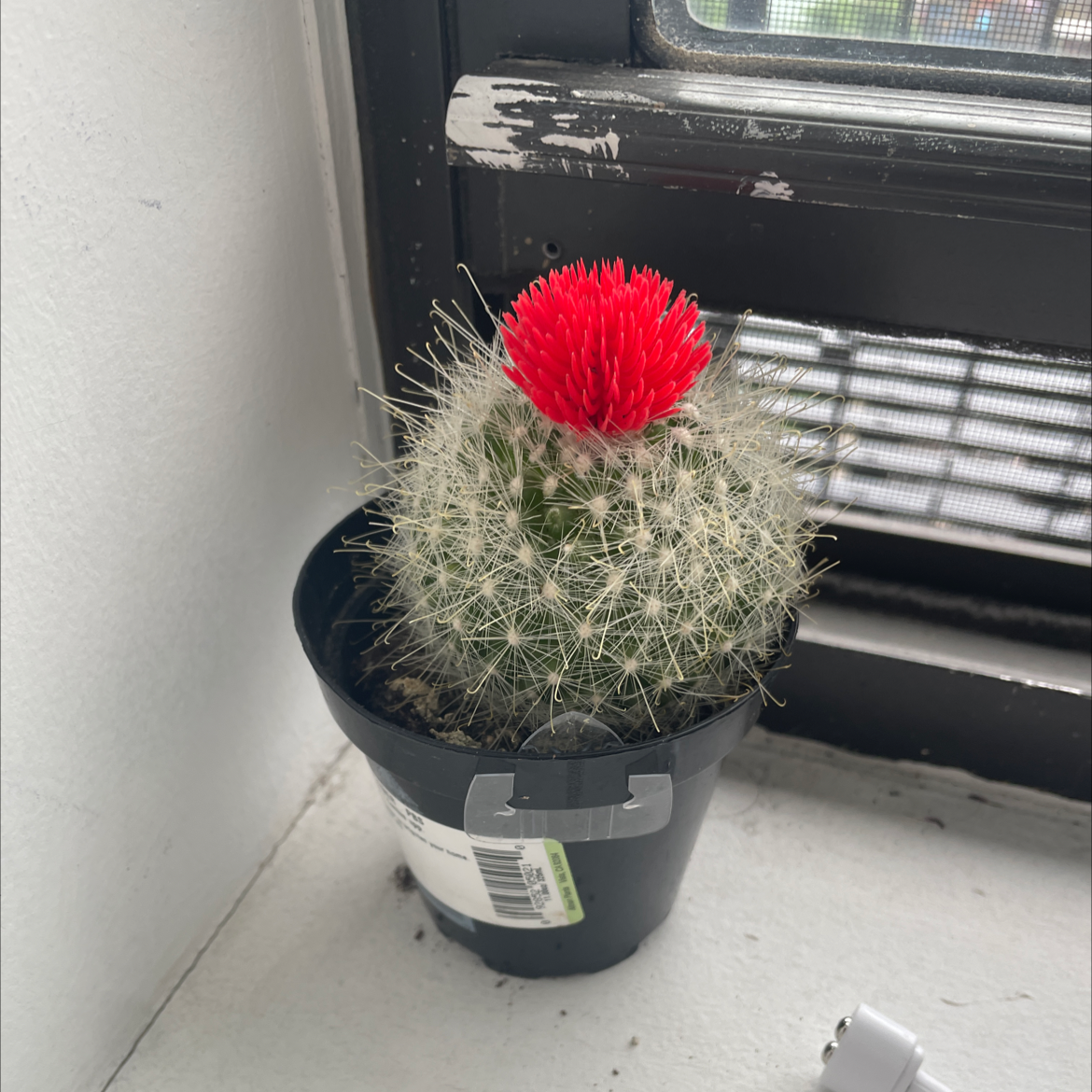 Texas Rainbow Cactus in a black pot with a bright red flower on top, placed near a window.